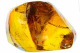 Polished Chiapas Amber With Insect Inclusion ( g) - Mexico #104309-1